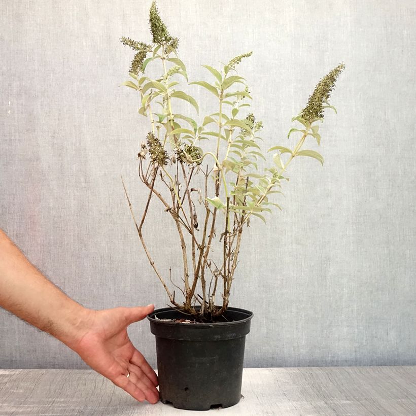 Amostra de Budleia davidii White Profusion Vaso de 3 L/4 L tal como entregue no verão
