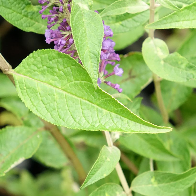 Budleia davidii Empire Blue (Folhagem)