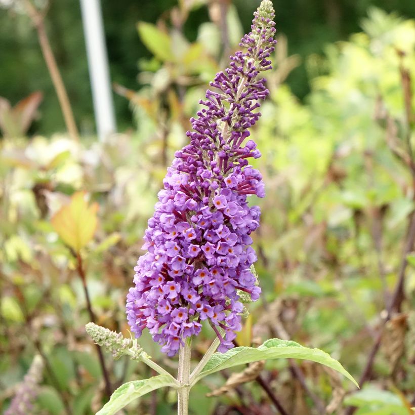 Budleia davidii Empire Blue (Floração)