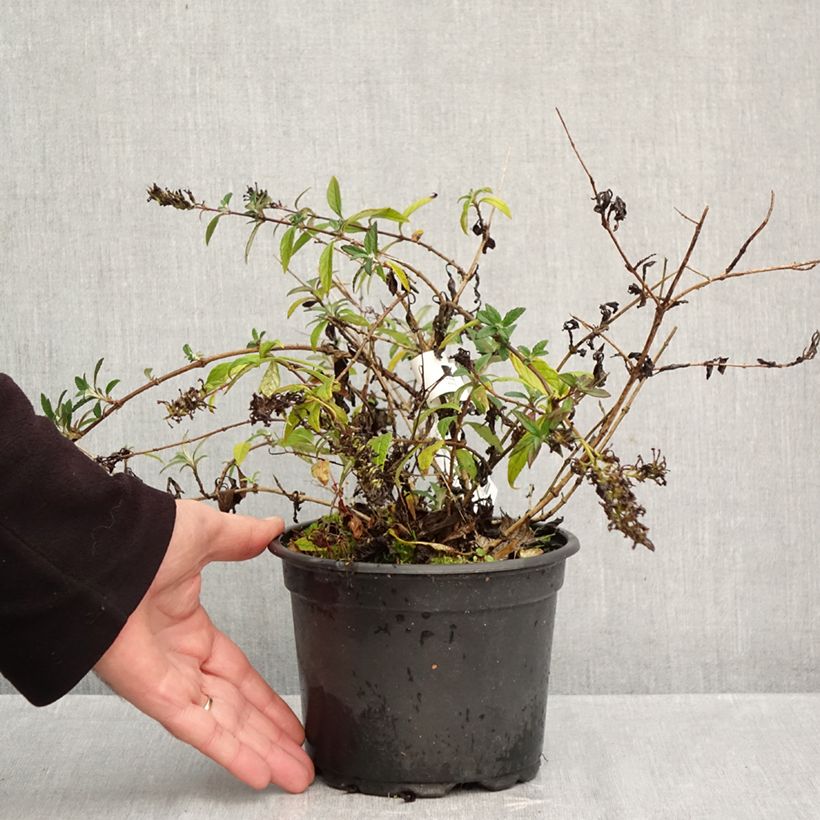Amostra de Budleia davidii Free Petite Lavender Flow Vaso de 2 L/3 L tal como entregue no outono