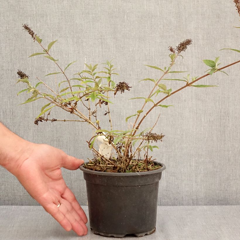 Amostra de Budleia davidii Free Petite Lavender Flow Vaso de 2 L/3 L tal como entregue no verão