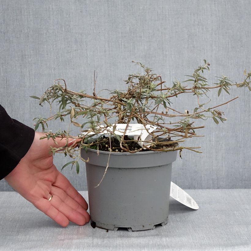 Amostra de Buddleia Free Petite Lavender Flow - Arbre aux papillons Vaso de 2 L/3 L tal como entregue no inverno