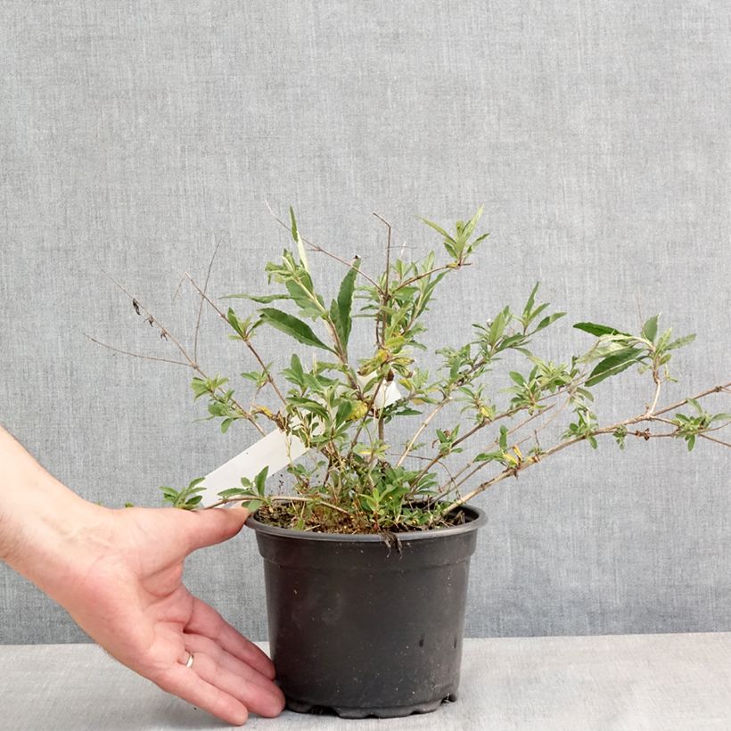 Amostra de Budleia davidii Free Petite Lavender Flow Vaso de 2 L/3 L tal como entregue na primavera