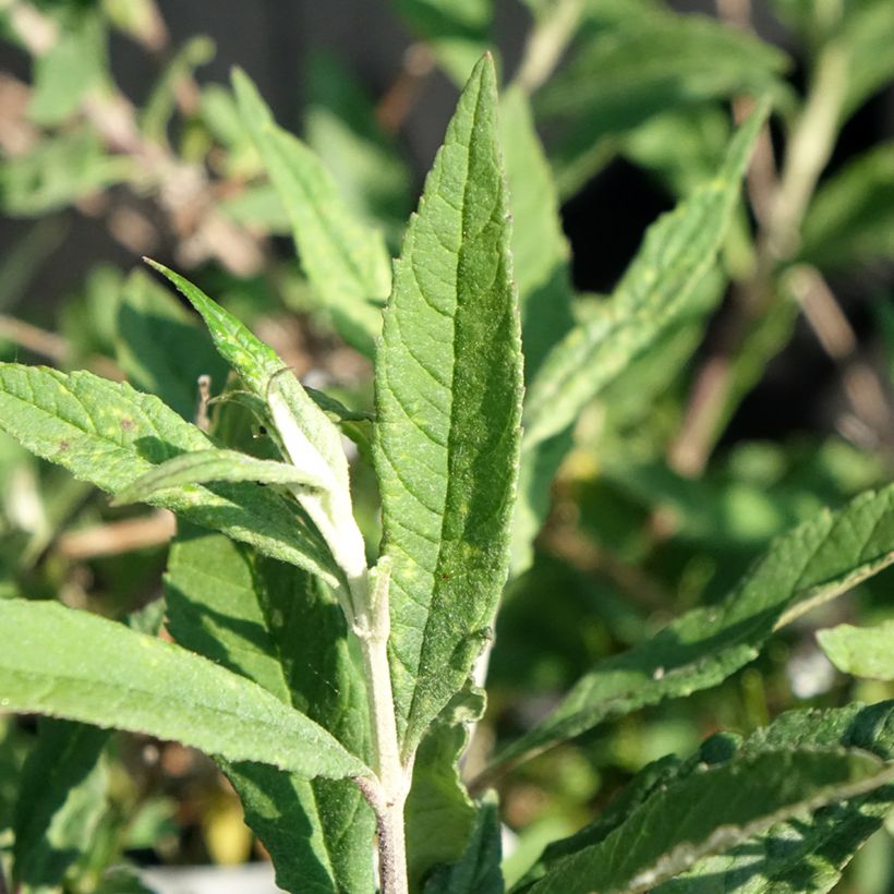 Budleia davidii Free Petite Lavender Flow (Folhagem)