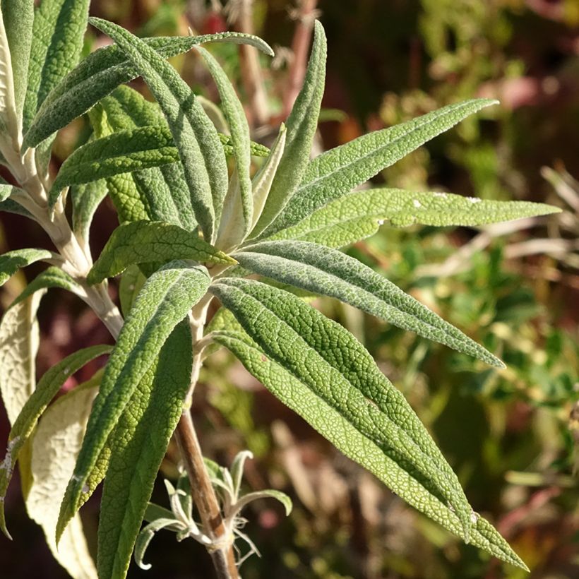 Buddleia globosa (Folhagem)