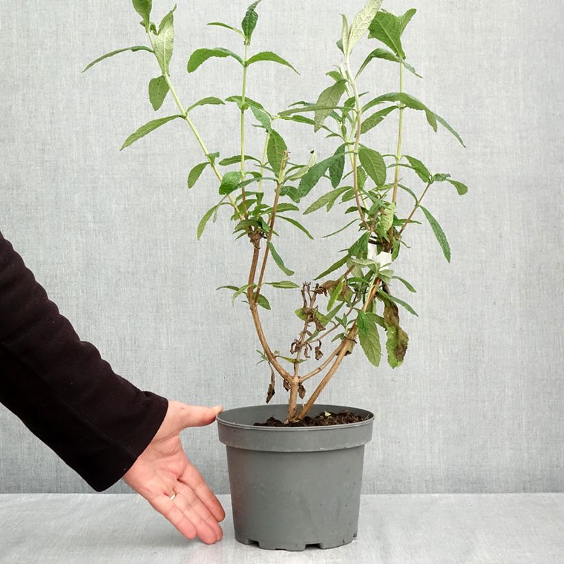 Amostra de Buddleia globosa Vaso de 3 L/4 L tal como entregue no outono