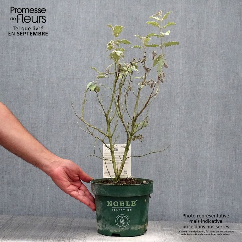 Amostra de Budleia glomerata Silver Service Vaso de 3 L/4 L tal como entregue no outono