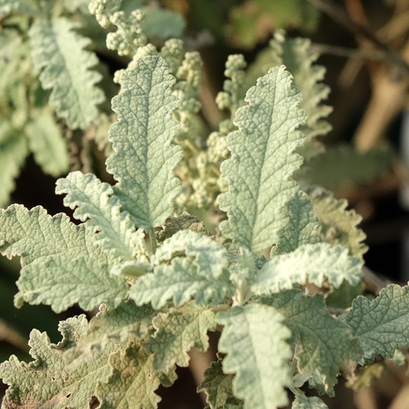 Budleia glomerata Silver Service (Folhagem)