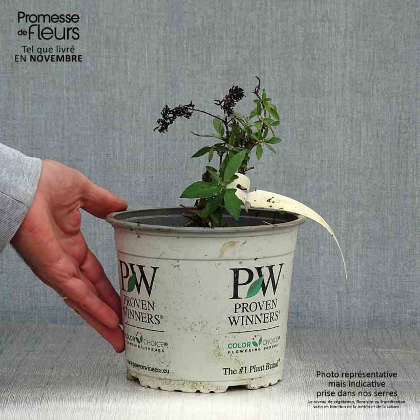 Amostra de Budleia davidii Lilac Chip Vaso de 2 L/3 L tal como entregue no outono