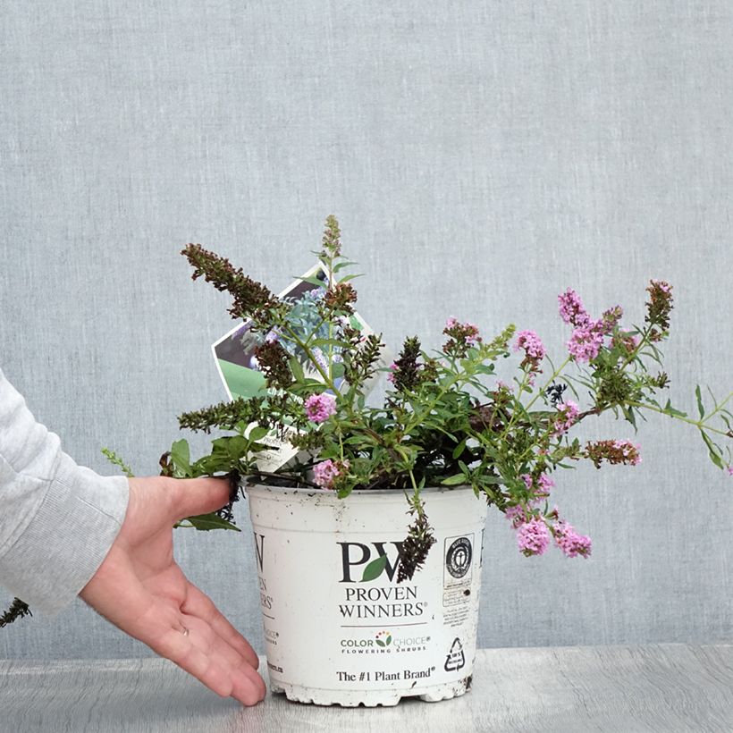 Amostra de Budleia davidii Lilac Chip Vaso de 2 L/3 L tal como entregue no verão