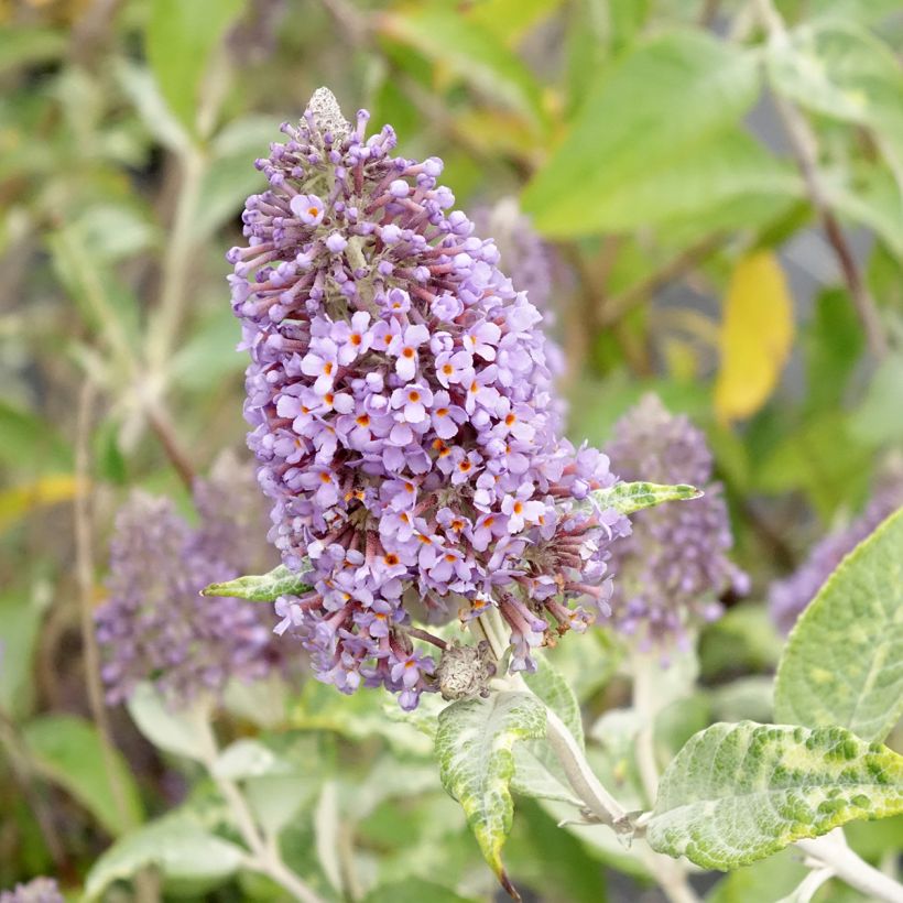 Budleia Lochinch (Floração)