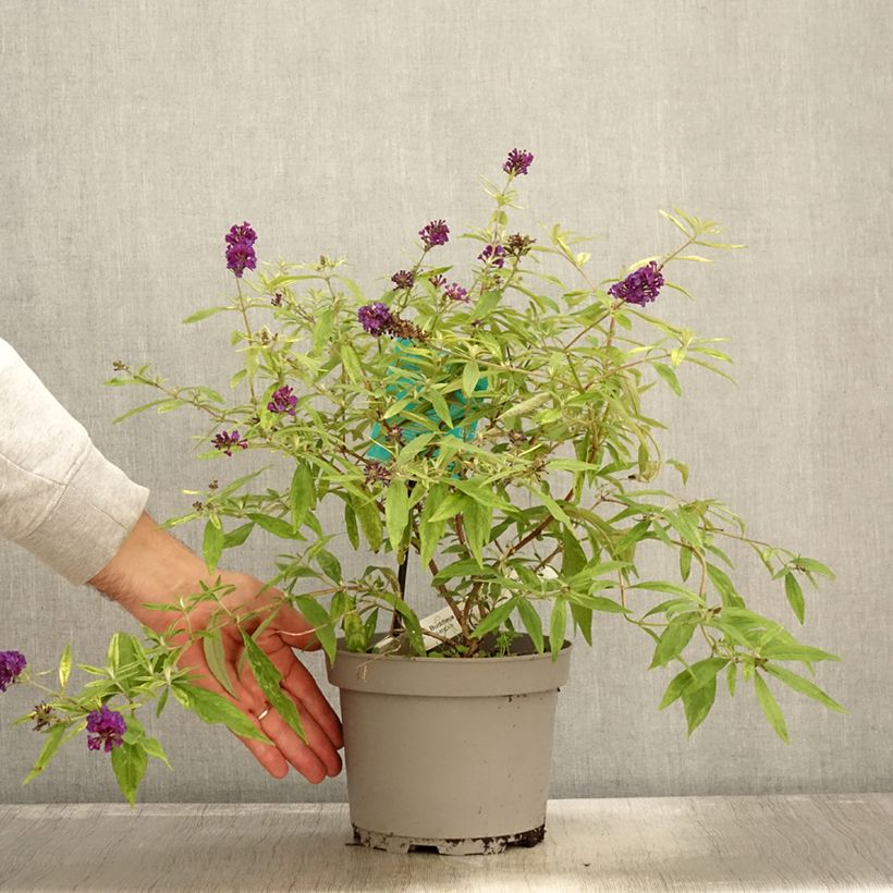Amostra de Buddleia Magda's Gold Knight - Arbre aux papillons Pot de 3L/4L tal como entregue no outono