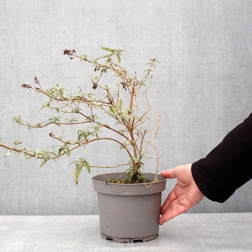 Amostra de Buddleia Magda's Gold Knight - Arbre aux papillons Pot de 3L/4L tal como entregue no inverno