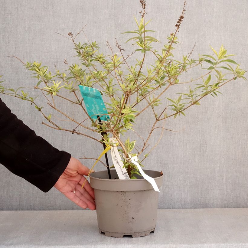 Amostra de Budleia davidii Magda's Gold Knight Vaso de 3 L/4 L tal como entregue na primavera