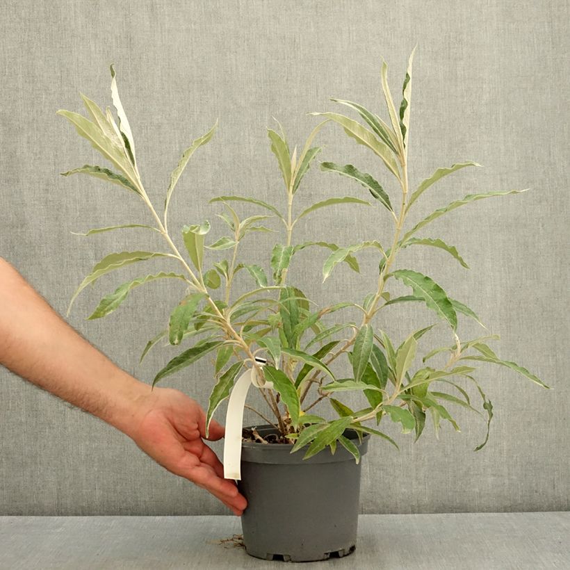 Amostra de Budleia megalocephala Vaso de 3 L/4 L tal como entregue no verão