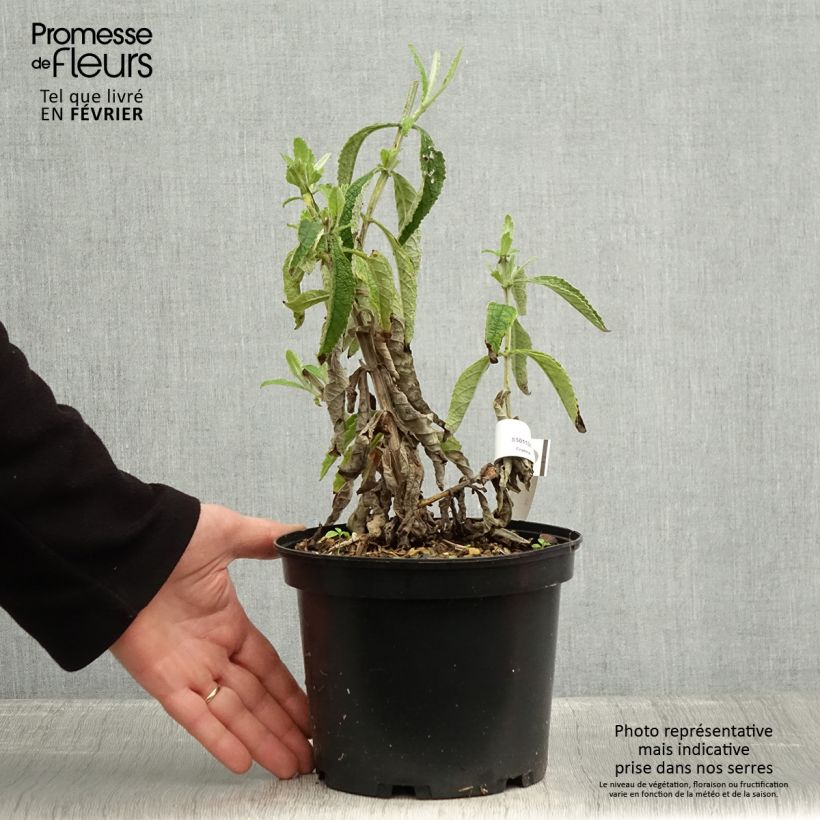 Amostra de Buddleia Orange Sceptre - Arbre aux papillons Vaso de 3 L/4 L tal como entregue no inverno