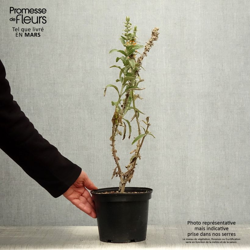 Amostra de Budleia Orange Sceptre Vaso de 3 L/4 L tal como entregue na primavera