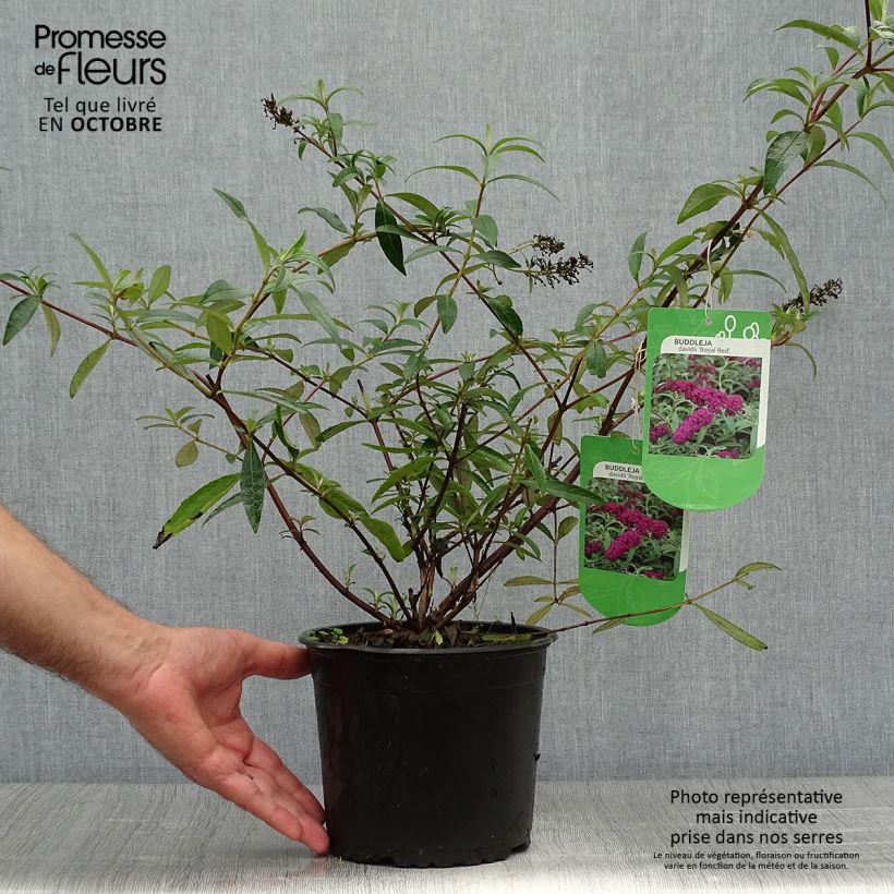 Amostra de Budleia davidii Royal Red Vaso de 2 L/3 L tal como entregue no outono