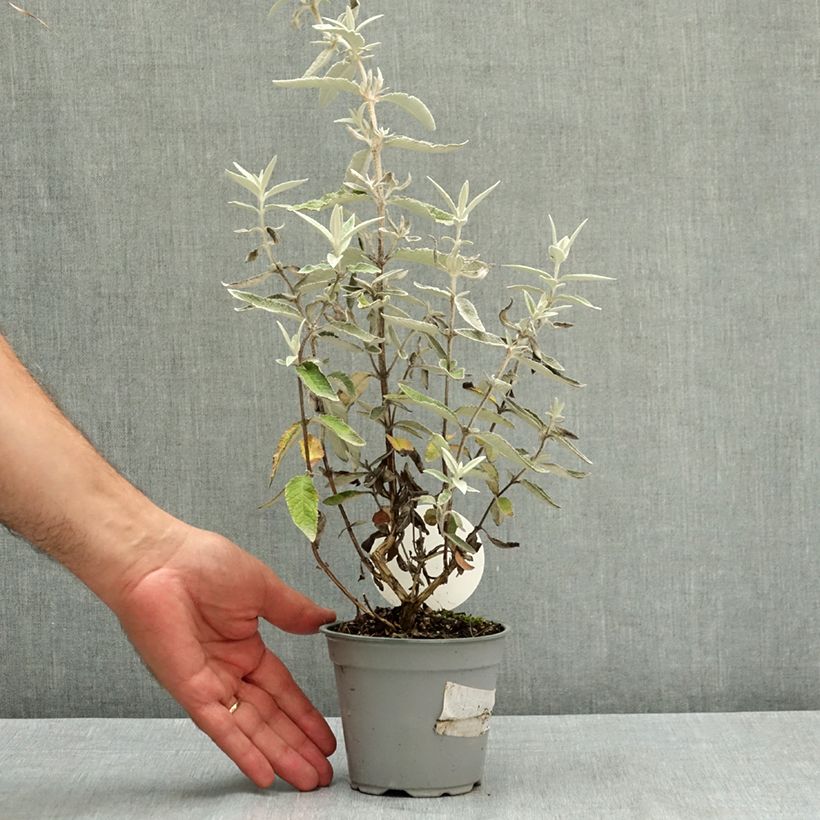 Amostra de Budleia Silver Anniversary Vaso de 12 cm/13 cm tal como entregue no verão
