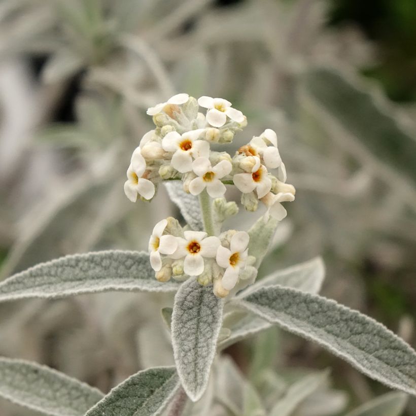 Budleia Silver Anniversary (Floração)