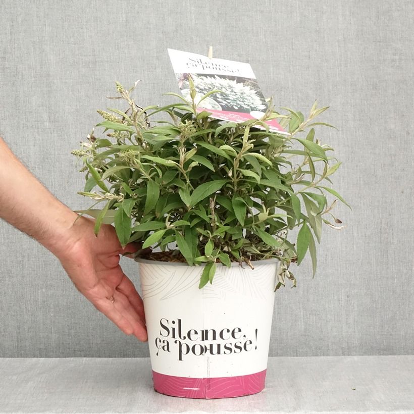 Amostra de Budleia davidii Tiny Buddy White Vaso de 4 L/5 L tal como entregue no outono