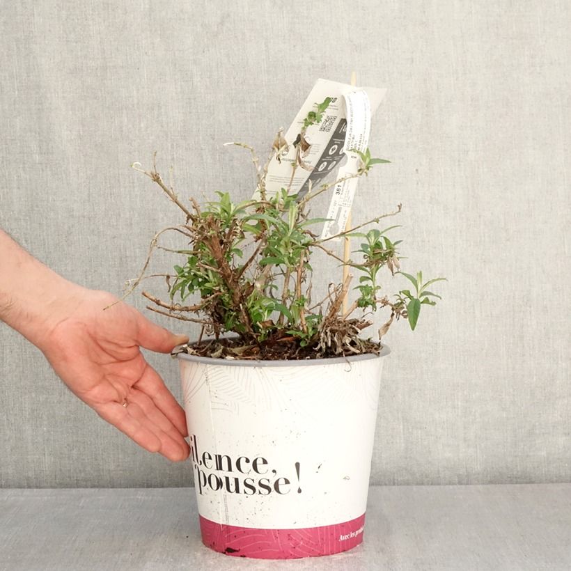 Amostra de Budleia davidii Tiny Buddy White Vaso de 4 L/5 L tal como entregue na primavera
