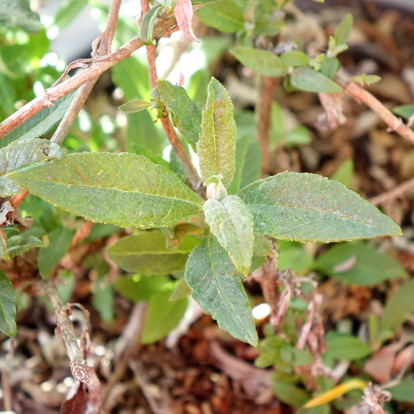 Budleia davidii Tiny Buddy White (Folhagem)