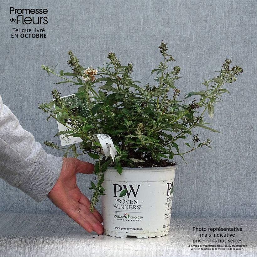 Amostra de Budleia White Chip Vaso de 2 L/3 L tal como entregue no outono