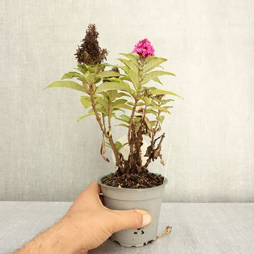 Amostra de Budleia davidii Butterfly Candy Little Cerise Vaso de 12 cm/13 cm tal como entregue no verão