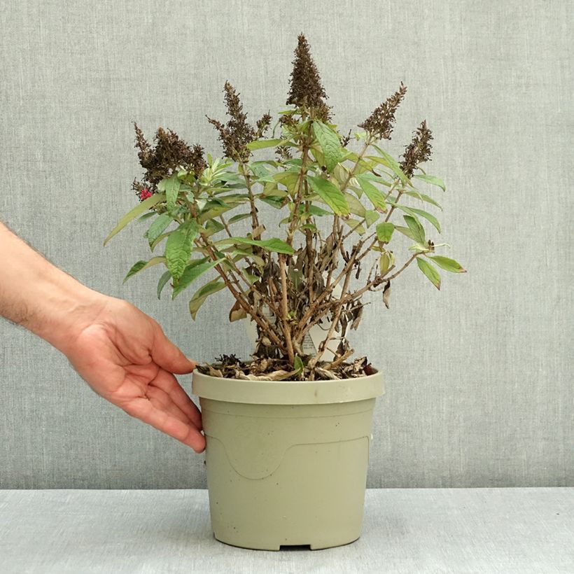 Amostra de Budleia davidii Butterfly Candy Little Cerise Vaso de 3 L/4 L tal como entregue no verão