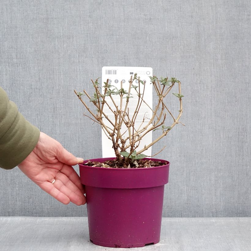 Amostra de Budleia davidii Butterfly Candy Little Cerise Vaso de 3 L/4 L tal como entregue no inverno