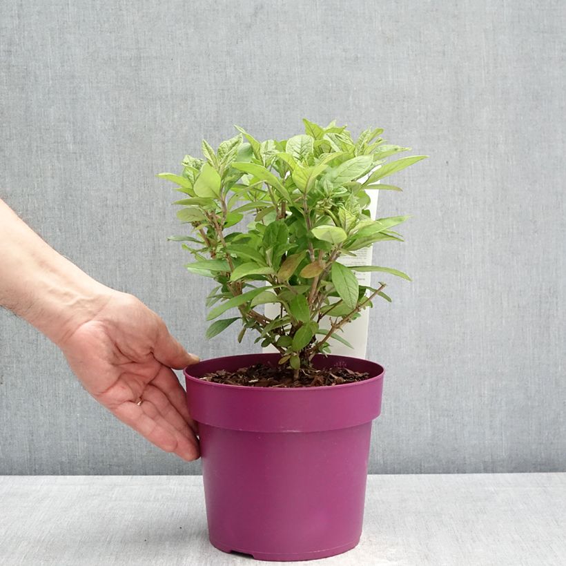 Amostra de Budleia davidii Butterfly Candy Little Cerise Vaso de 3 L/4 L tal como entregue na primavera