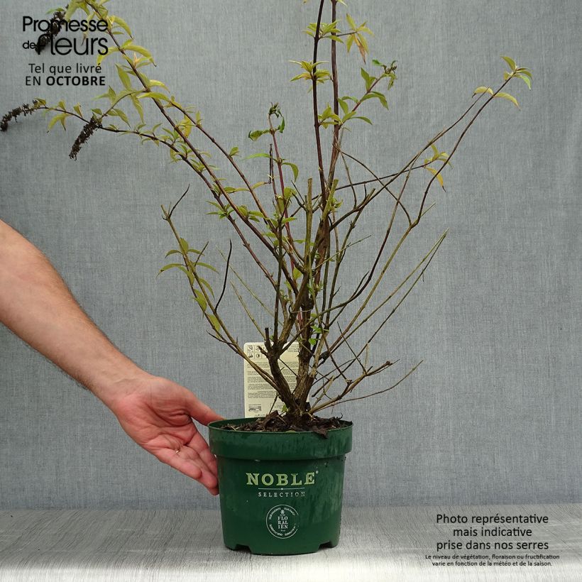 Amostra de Budleia davidii Argus Velvet Vaso de 3 L/4 L tal como entregue no outono