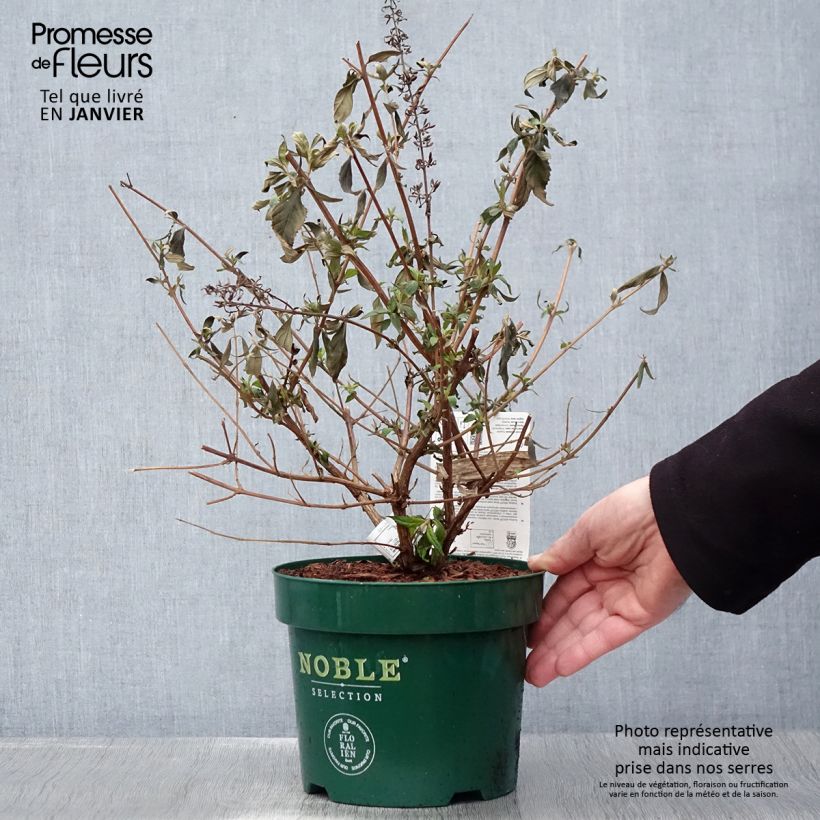 Amostra de Buddleja davidii Argus Velvet Vaso de 3 L/4 L tal como entregue no inverno