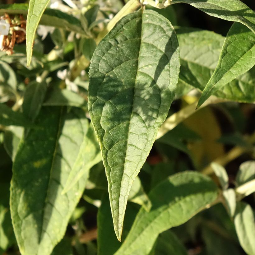 Budleia davidii Argus White (Folhagem)