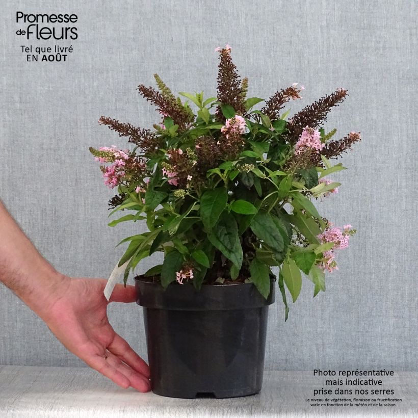 Amostra de Budleia davidii Butterfly Candy Little Pink Vaso de 3 L/4 L tal como entregue no verão