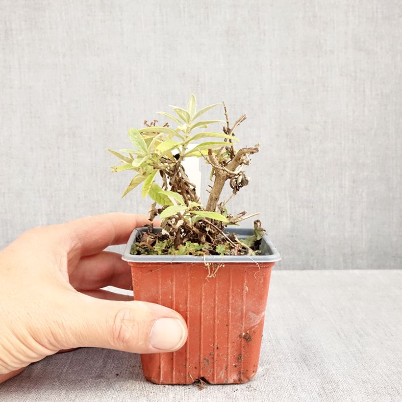 Amostra de Budleia davidii Butterfly Candy Lila Sweetheart nain Vaso de 8/9 cm tal como entregue no outono
