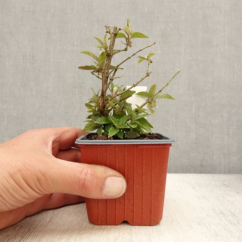 Amostra de Budleia davidii Butterfly Candy Lila Sweetheart nain Vaso de 8/9 cm tal como entregue na primavera