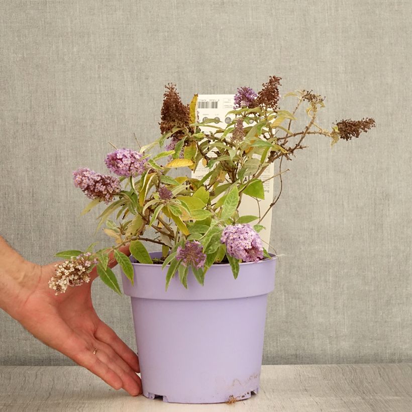 Amostra de Budleia davidii Butterfly Candy Lila Sweetheart nain Vaso de 3 L/4 L tal como entregue no verão