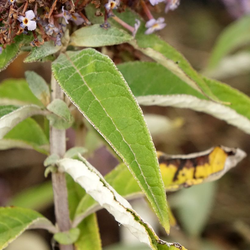 Budleia davidii Butterfly Candy Lila Sweetheart nain (Folhagem)
