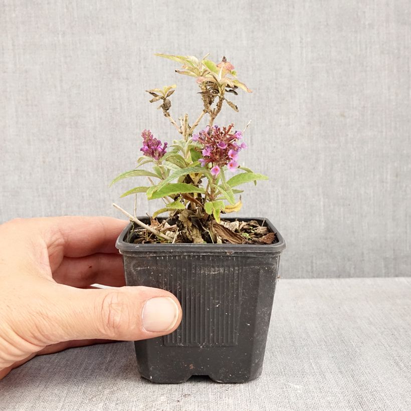 Amostra de Budleia davidii Butterfly Candy Little Lila Vaso de 8/9 cm tal como entregue no outono