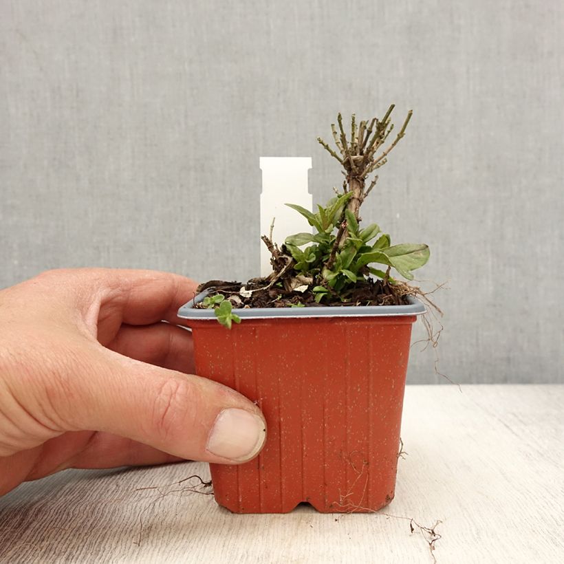 Amostra de Budleia davidii Butterfly Candy Little Lila Vaso de 8/9 cm tal como entregue na primavera