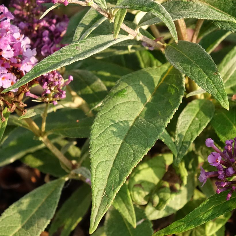 Budleia davidii Butterfly Candy Little Lila (Folhagem)