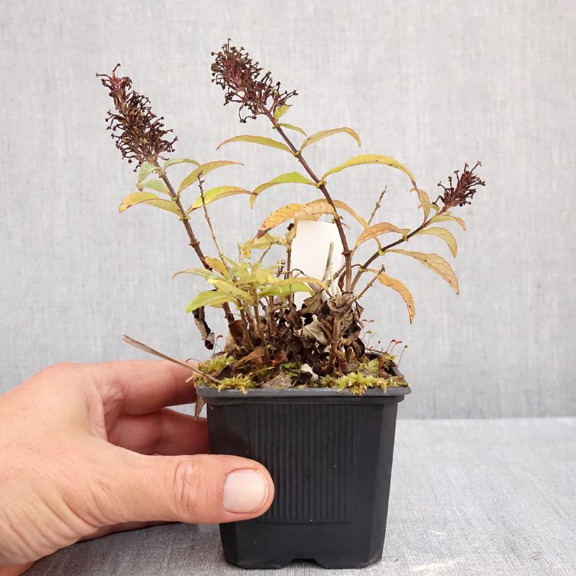 Amostra de Budleia davidii Butterfly Candy Little Pink Vaso de 8/9 cm tal como entregue no outono