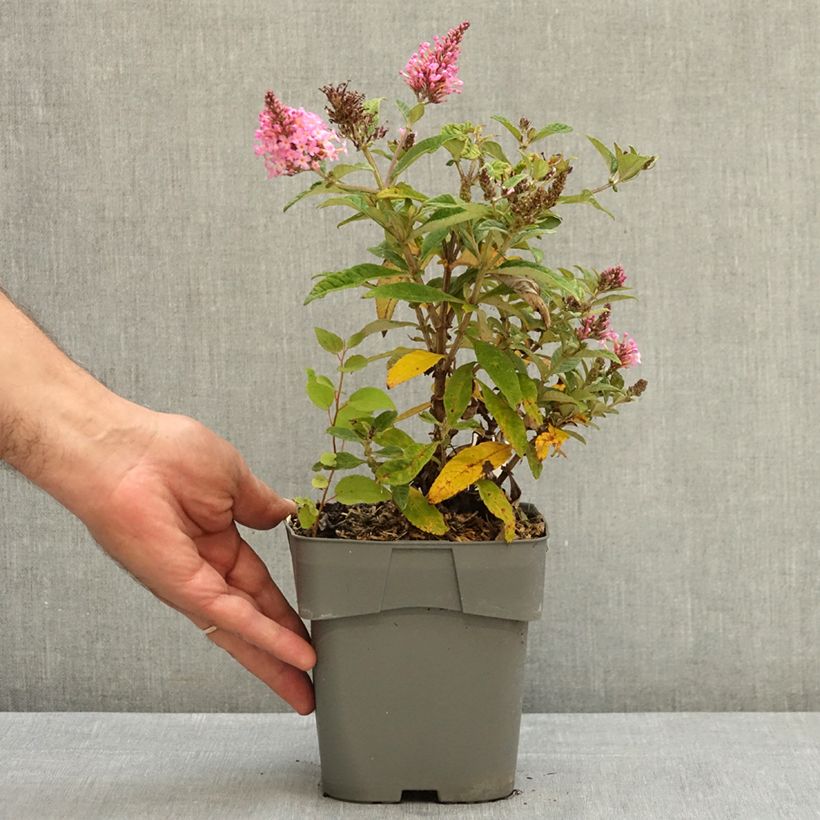 Amostra de Budleia davidii Butterfly Candy Little Pink Vaso de 2 L/3 L tal como entregue no verão