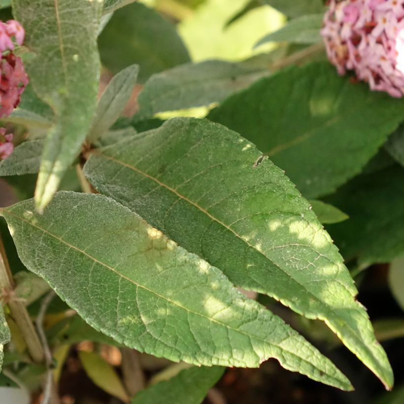 Budleia davidii Butterfly Candy Little Pink (Folhagem)