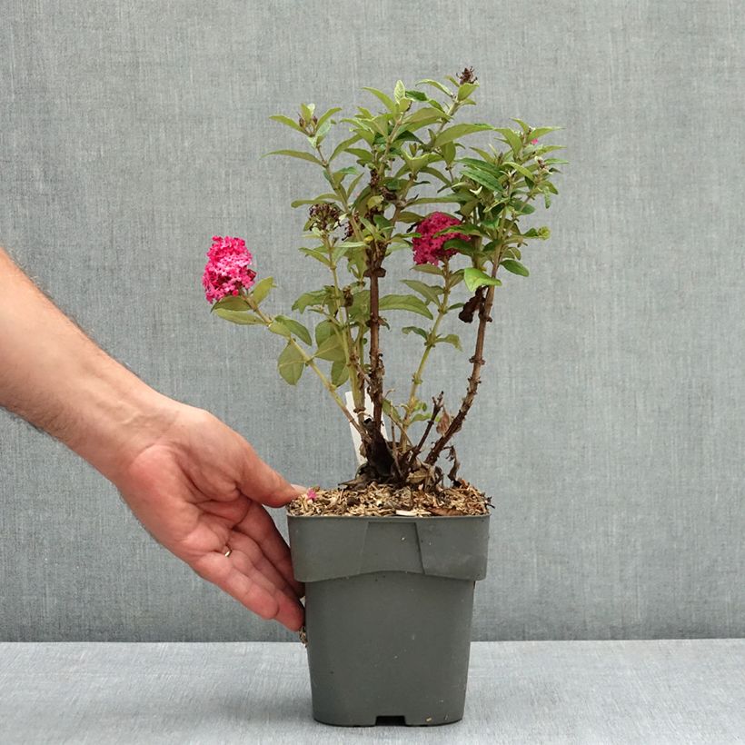 Amostra de Budleia davidii Butterfly Candy Little Ruby Vaso de 2 L/3 L tal como entregue no verão