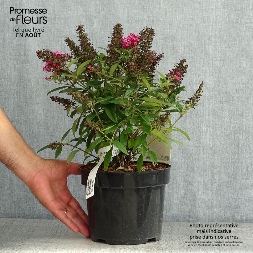 Amostra de Budleia davidii Butterfly Candy Little Ruby Vaso de 3 L/4 L tal como entregue no verão