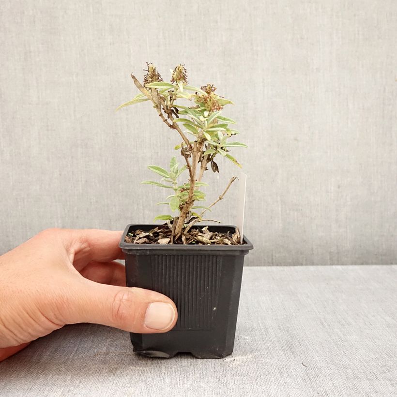 Amostra de Budleia davidii Butterfly Candy Little White Vaso de 8/9 cm tal como entregue no outono