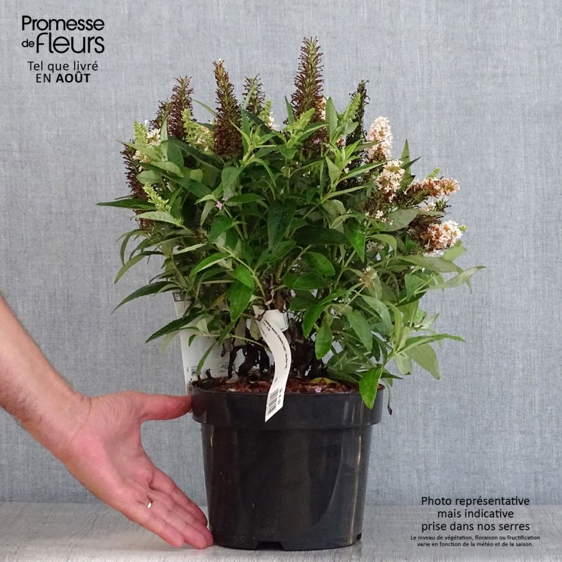 Amostra de Budleia davidii Butterfly Candy Little White Vaso de 3 L/4 L tal como entregue no verão